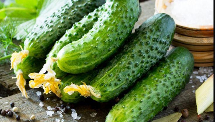 Cucumbers thriving in a hydroponic growing system, their vibrant green vines stretching upward, showcasing efficient soil-free cultivation of hydroponic plants.