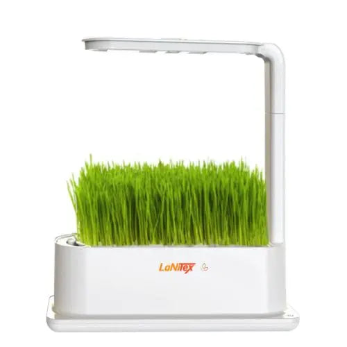 Wheatgrass in a LaNiTex indoor herb garden with its own desk lamp style grow light