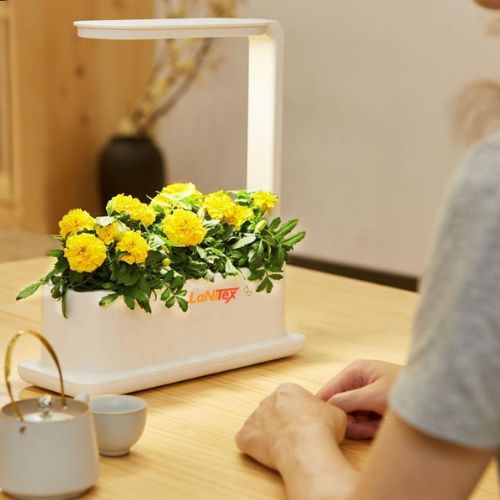 Yellow flowering plants cultivated in a hydroponic system using LED lighting for optimal indoor growth.