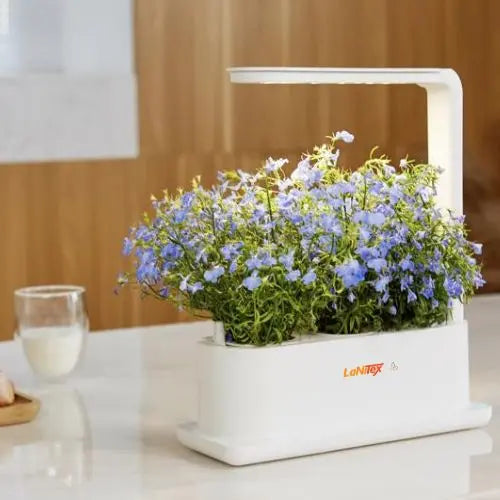 Blue lobelia flowers under the desk lamp style light of a LaNiTex Desktop grow box on a kitchen bench