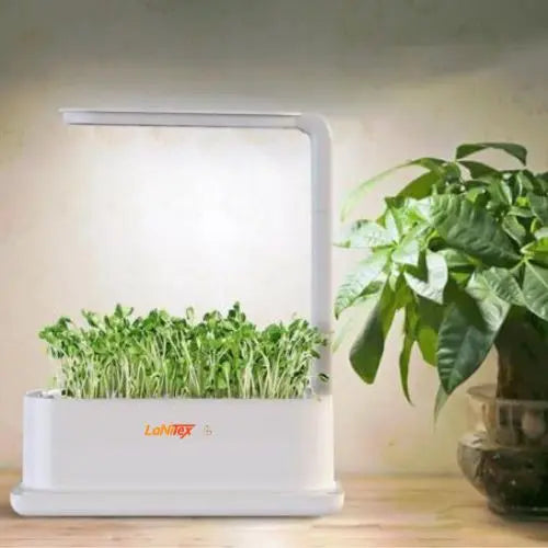 Pea microgreens growing in a LaNiTex Desktop hydroponic kit on a shelf