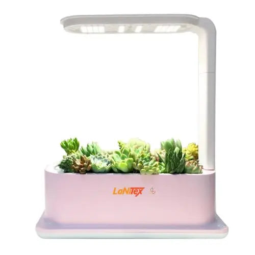Sakura Pink LaNiTex Desktop hydroponic kit growing succulents indoors