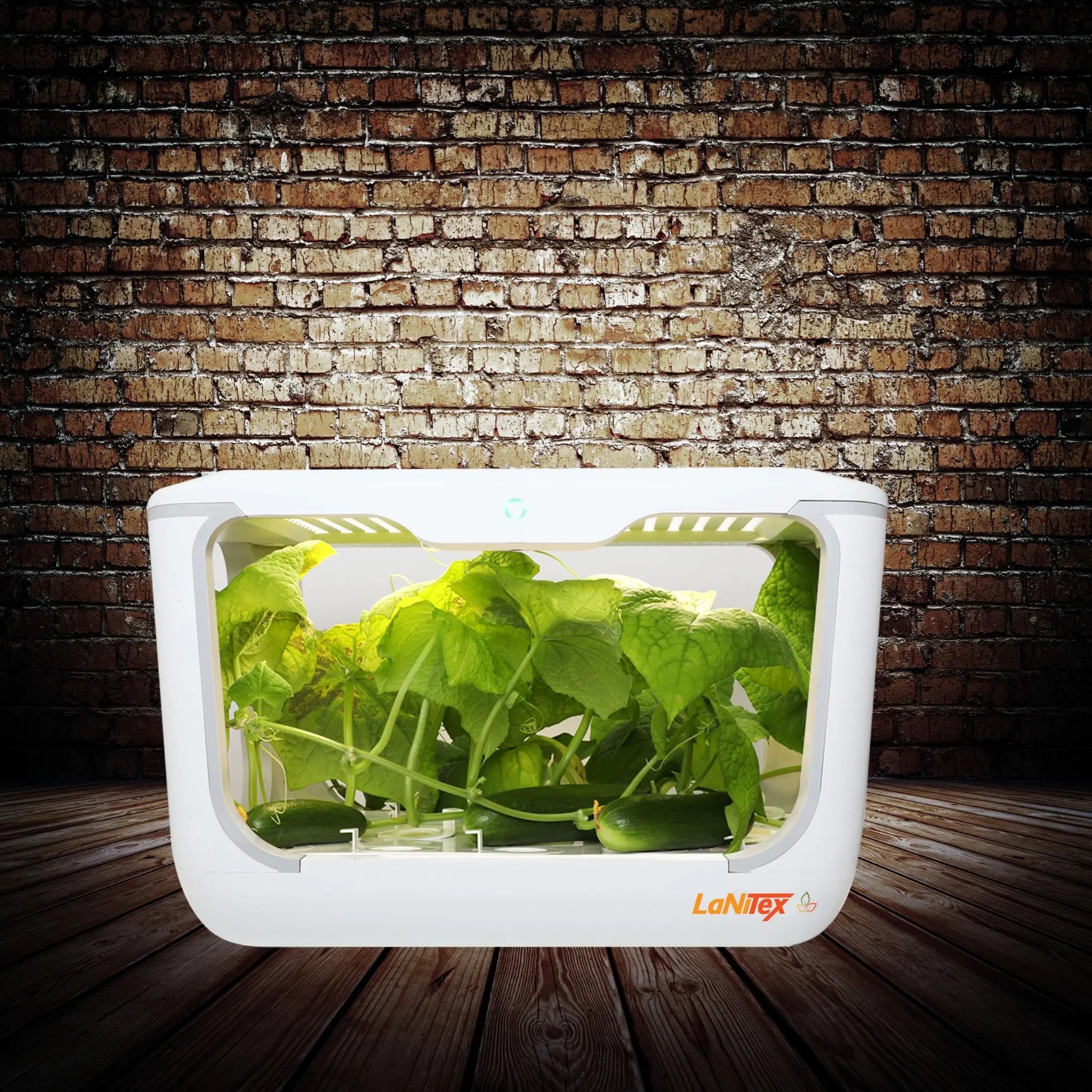 Indoor growing box full of fresh leafy greens in the 15-hole deck