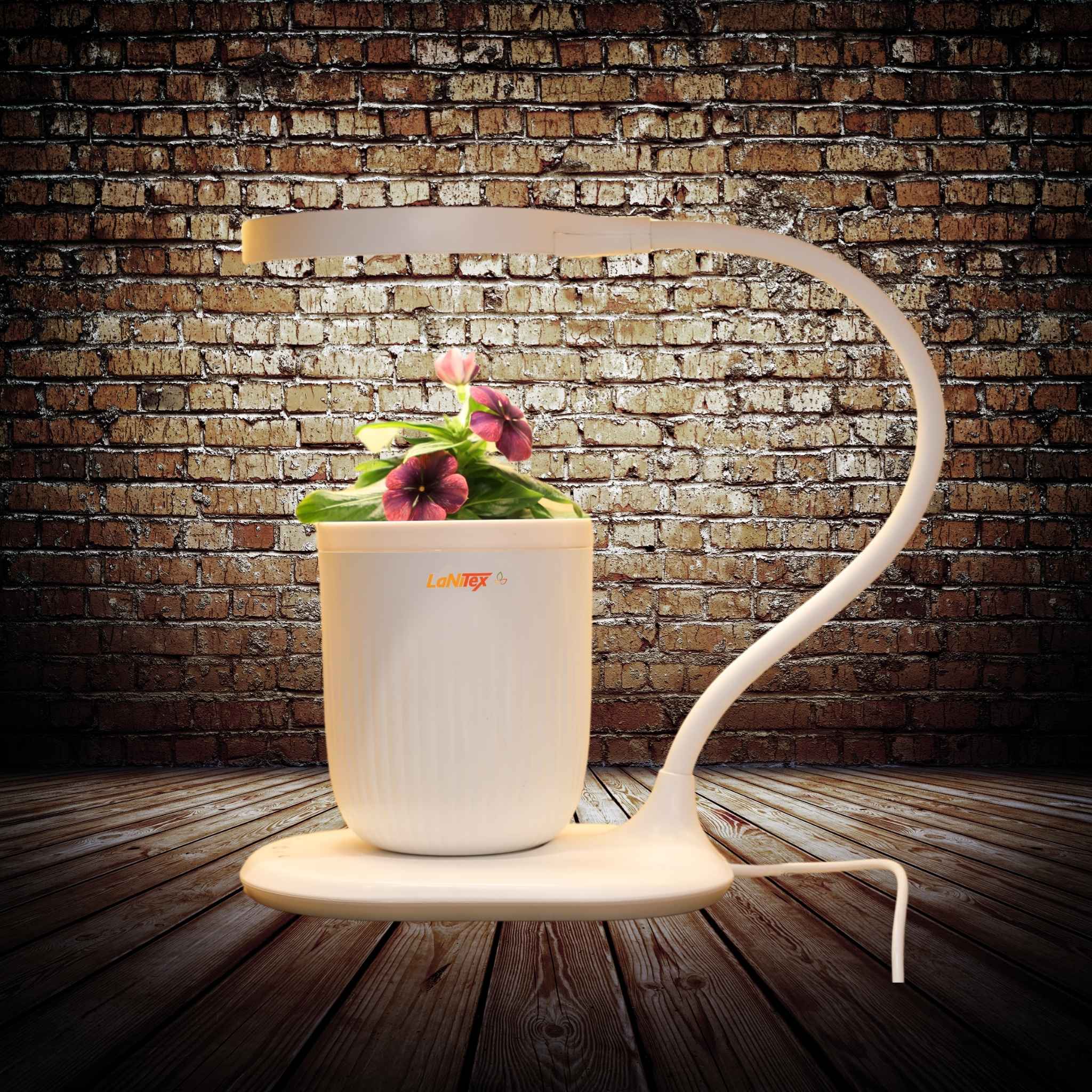 Compact self watering pot growing a flower under a warm LED grow light, for indoors in Australia