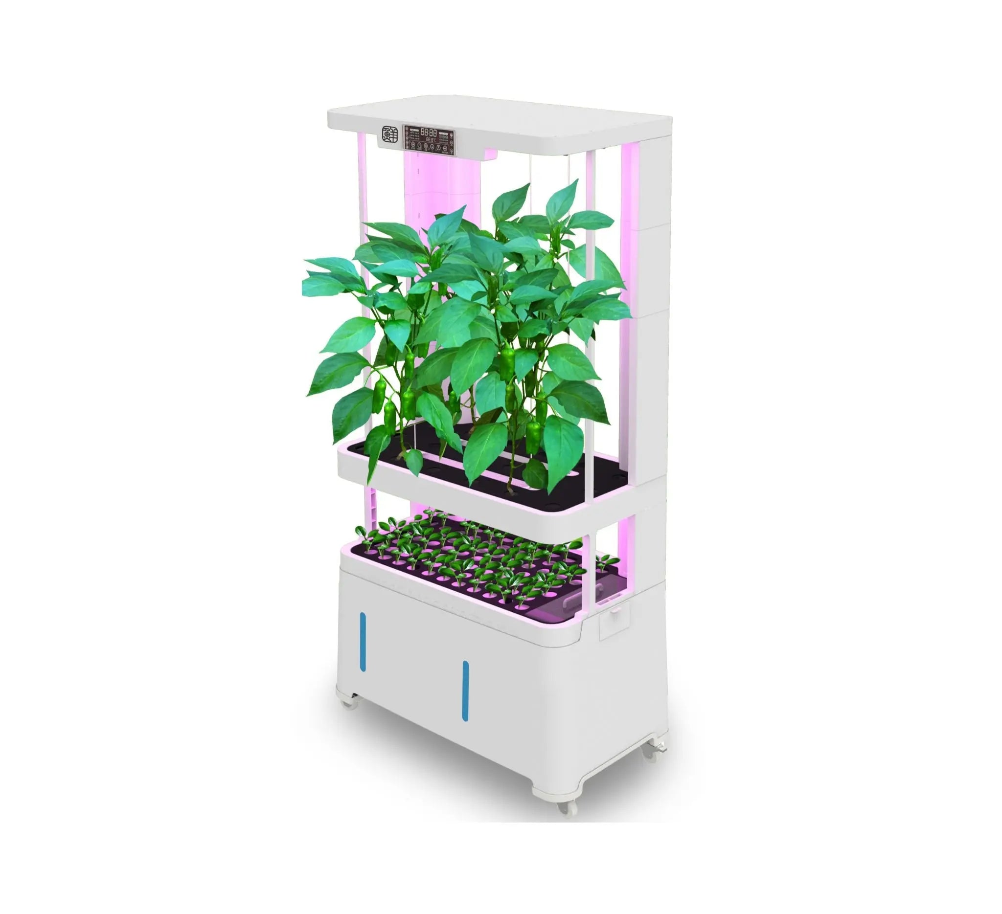 Automated self-watering hydroponic system shown with capsicum plants (LaNiTex V5.2-T)