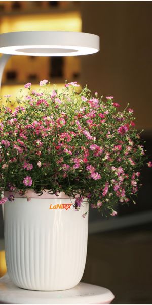 A young plant growing soil-free in the LaNiTex Mini Indoor Grow Pot