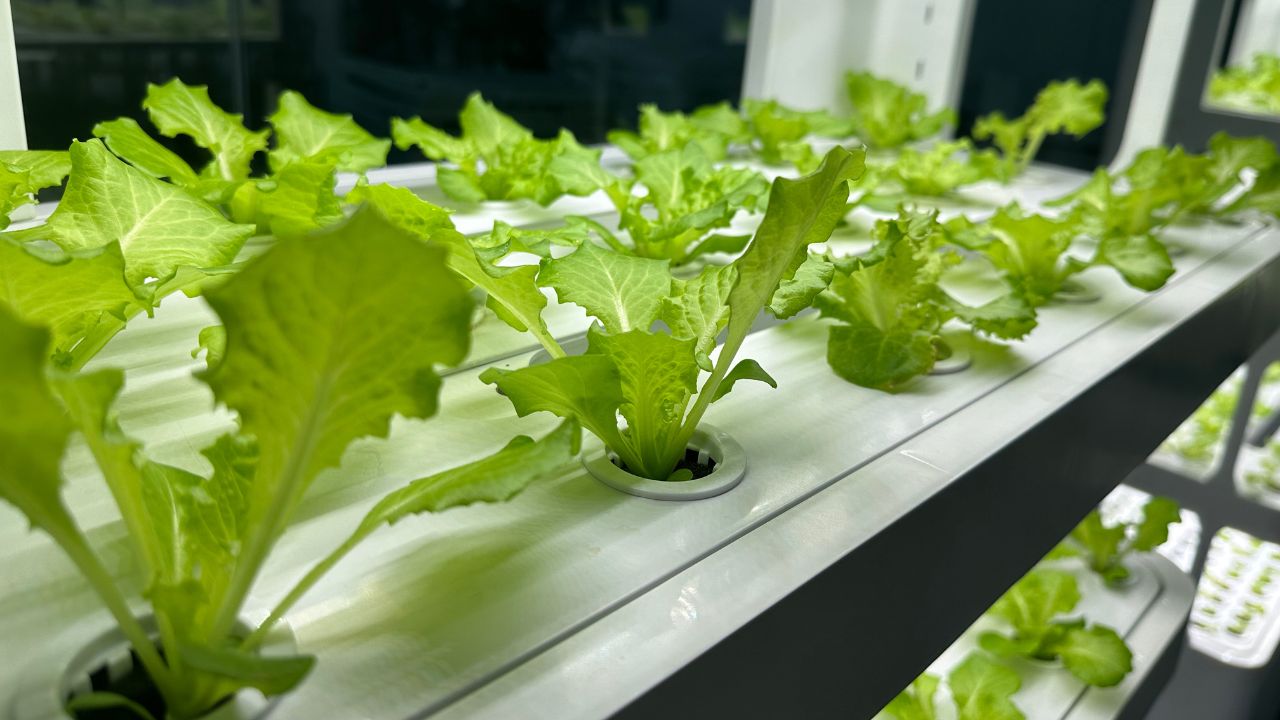 Close-up of crisp hydroponic lettuce growing on the V5.2-A tower shelf