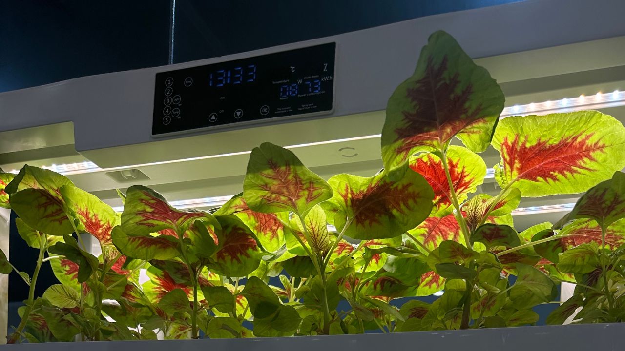 Compact indoor hydroponic system fostering fresh vegetable growth year-round.