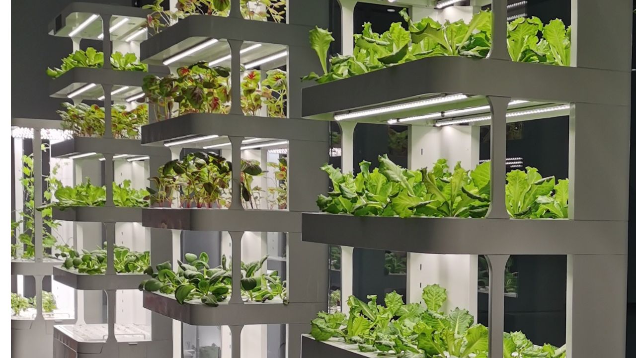 Lush greens thriving in a controlled hydroponic systems with water-based nutrients.