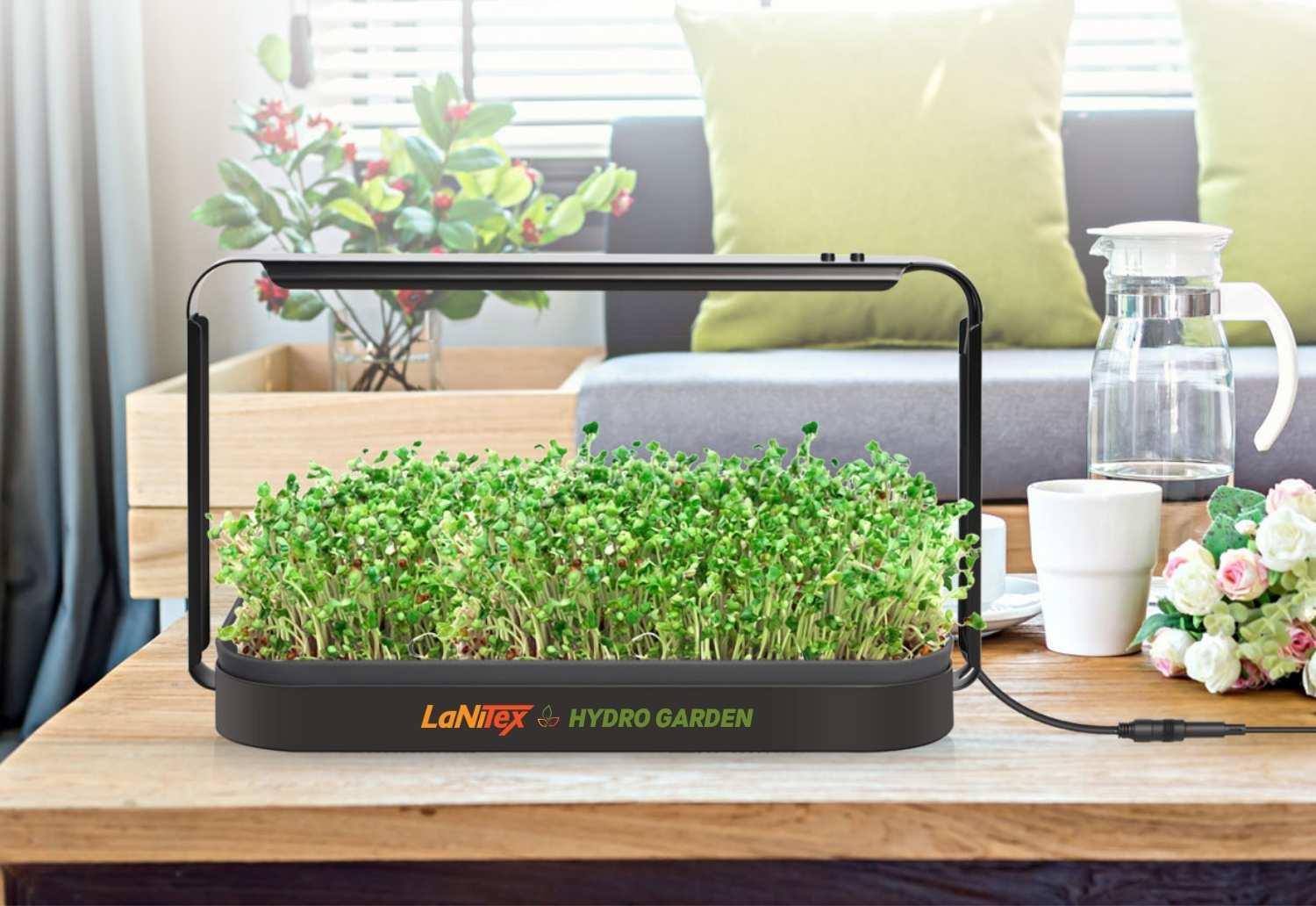LaNiTex Smart Microgreen Kit growing fresh microgreens on a living-room table