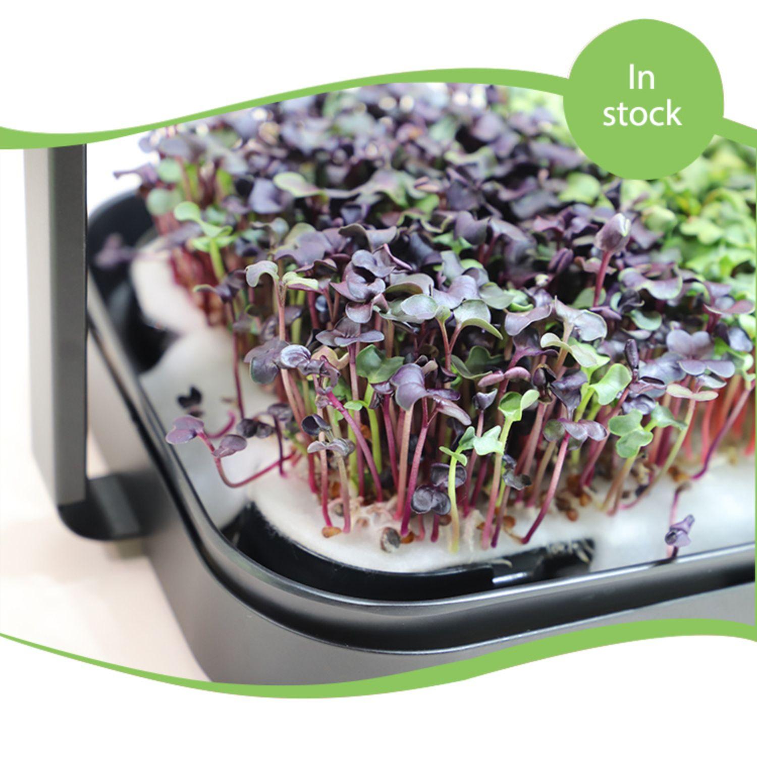 Microgreens in a small tray with a 'In stock' label.