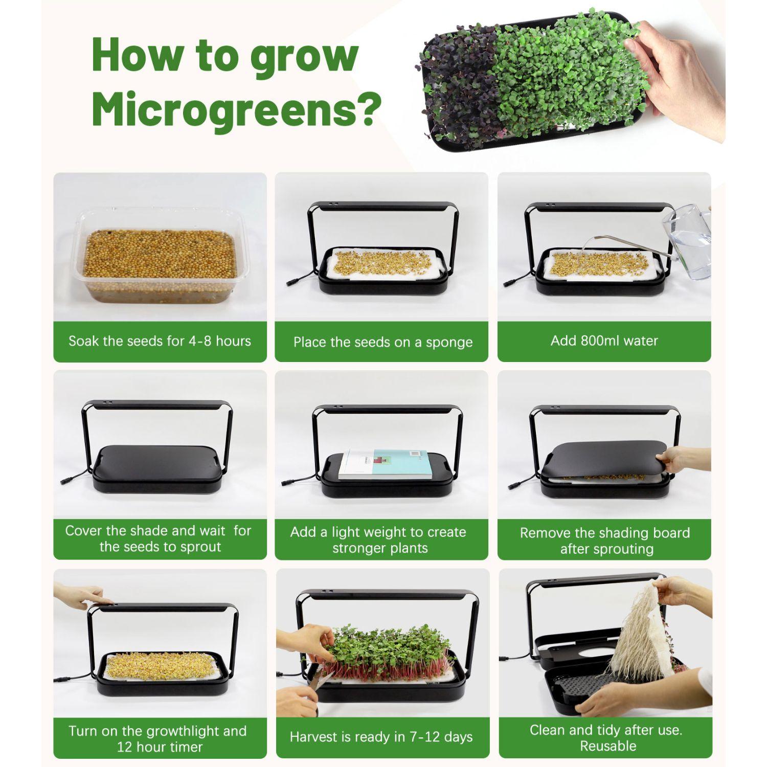 Step-by-step guide on how to grow microgreens with images and text.