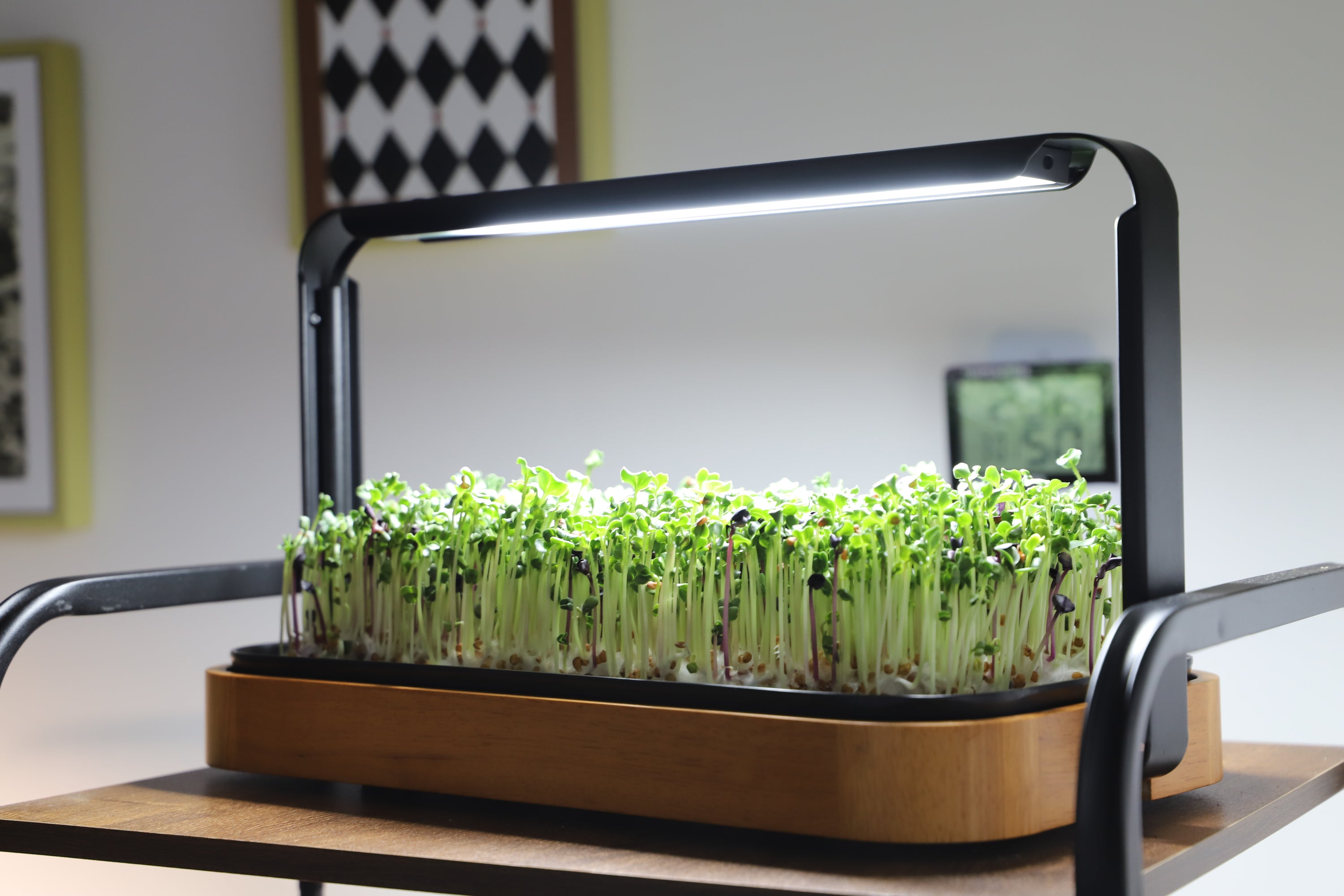 Small indoor garden with LED light on a table