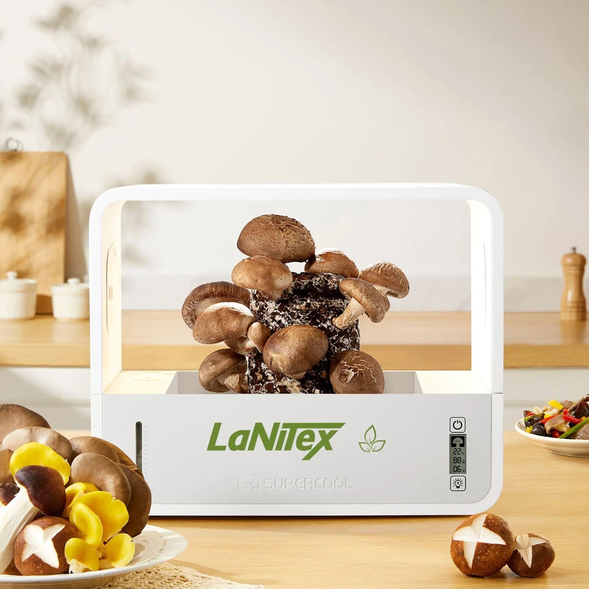 LaNiTex Smart Mushroom Growing Box on a kitchen counter, growing shiitake with harvested mushrooms plated nearby