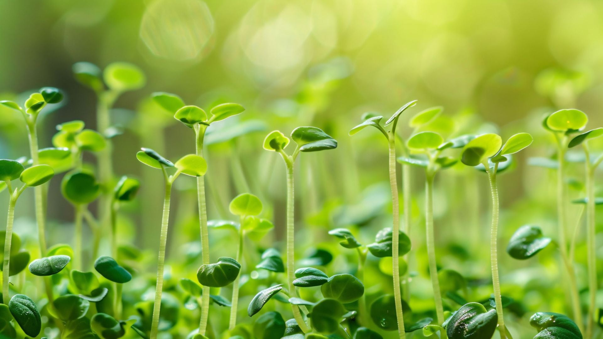 A collection of microgreens varieties with descriptions, benefits, and cultivation tips.