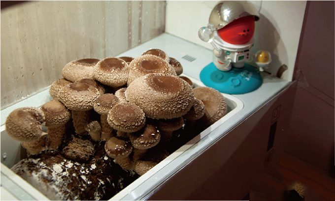 Mushrooms growing in a container with a toy robot on top