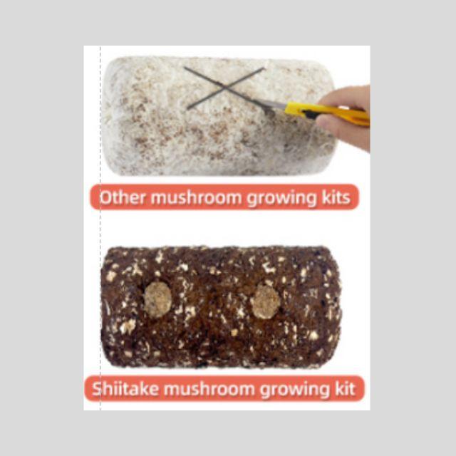 Two mushroom growing kits, one labeled 'Other mushroom growing kits' and the other 'Shiitake mushroom growing kit', on a gray background.