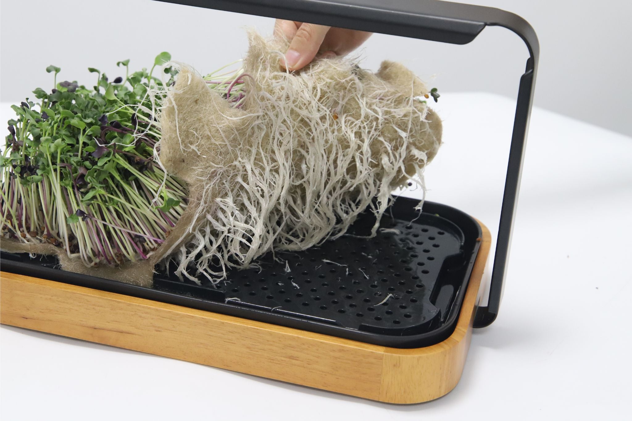 Hand using a tool to separate seaweed from a tray with microgreens on a white background