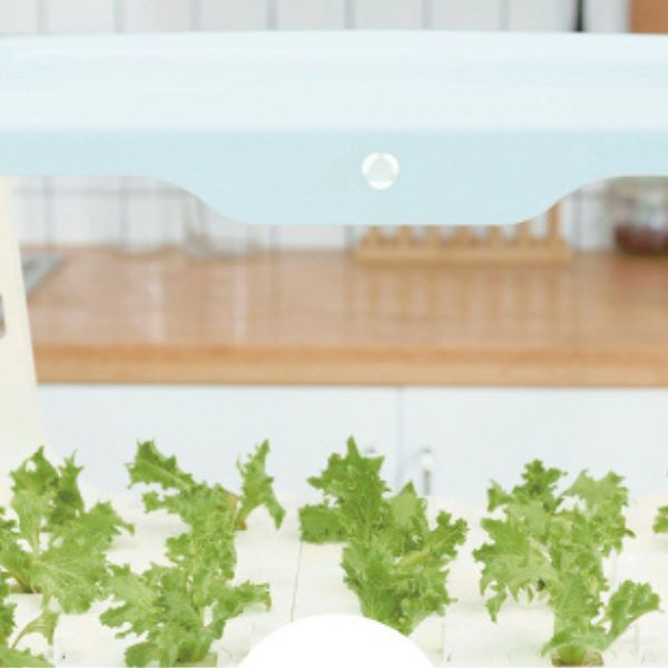 Home hydroponic system growing leafy greens under LED lighting, positioned on a kitchen countertop for easy indoor cultivation.