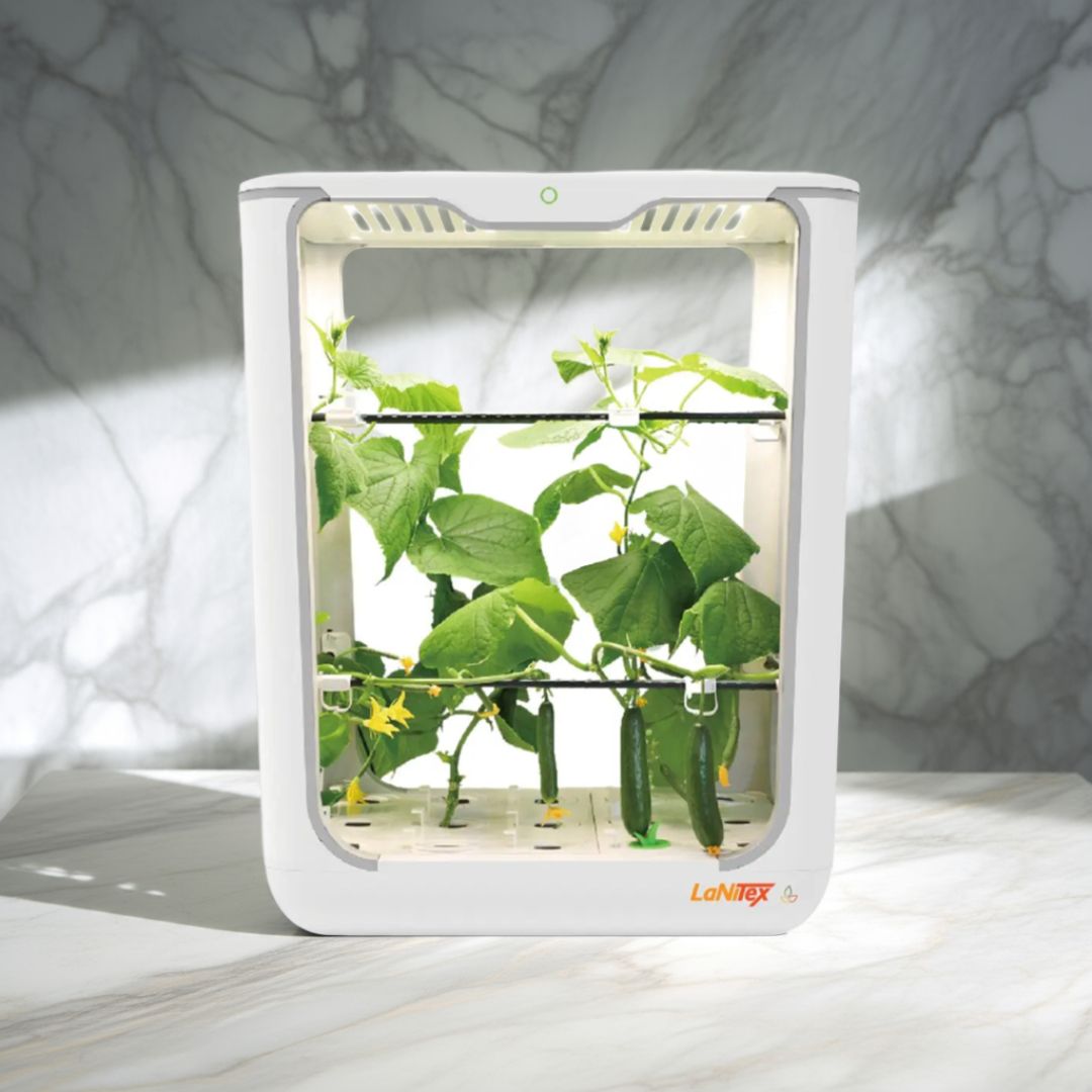 Hydroponic system for cucumbers: Grow Box Tall with cucumbers ripening on the trellis