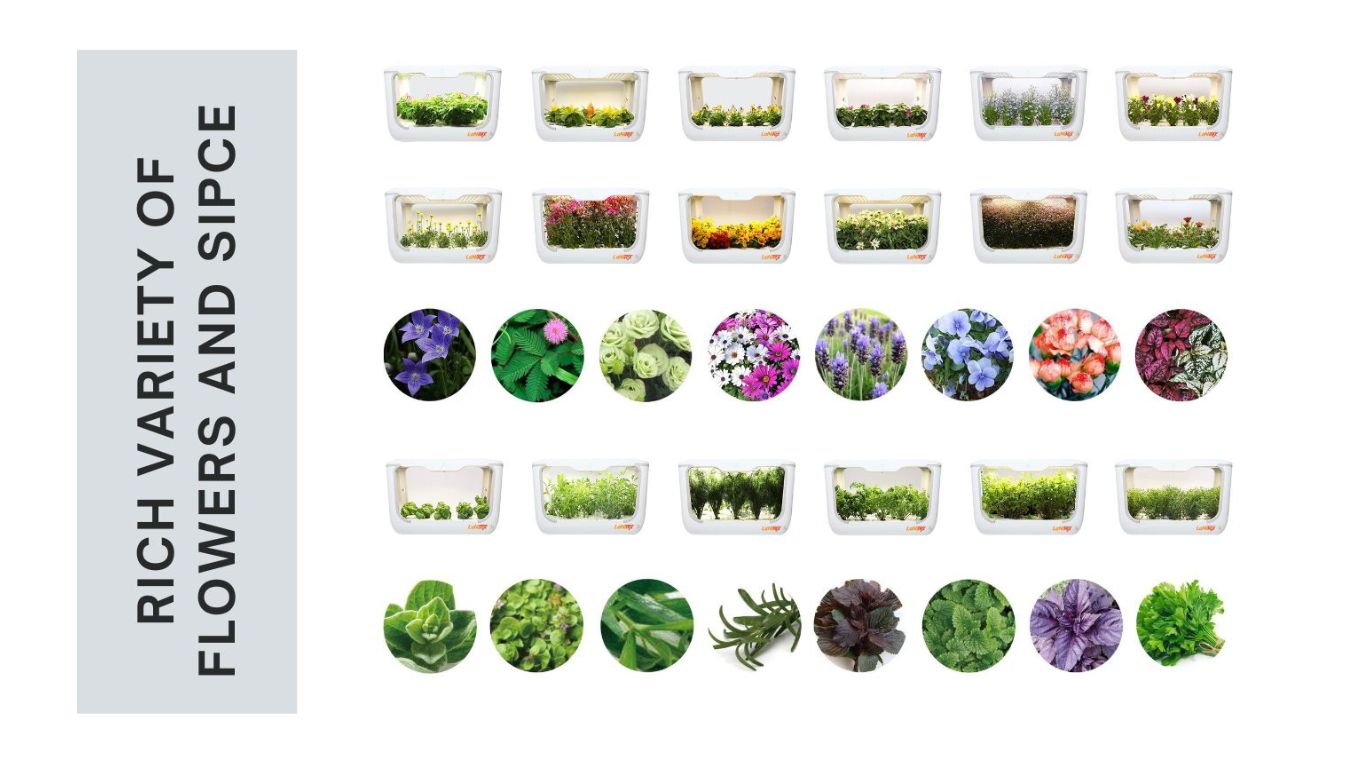 A hydroponic system growing a mix of flowers and spice plants in a clean, modern setting.