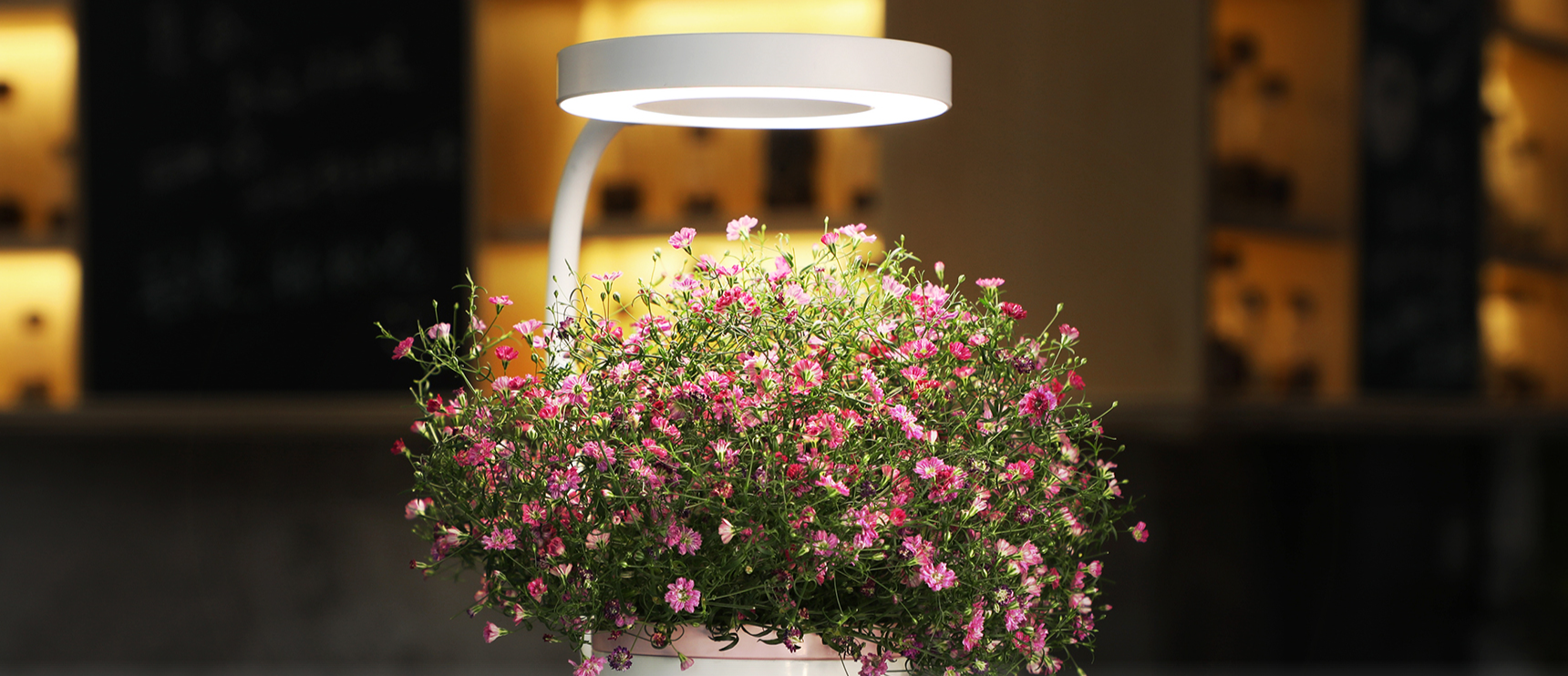 A compact hydroponic grow cup nurturing small green plants with roots submerged in a water-based system.