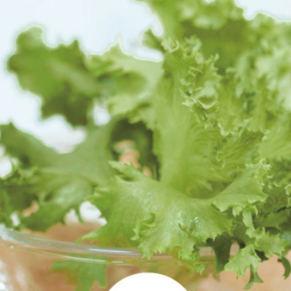Fresh green lettuce with curly edges, placed in a glass bowl, showcasing its crisp texture and vibrant color.