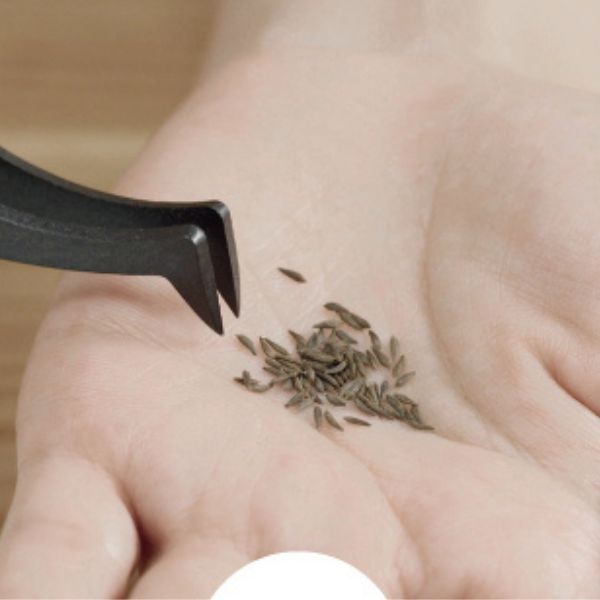 A close-up of a hand holding small elongated seeds, possibly cumin or caraway, with a black tool, possibly tweezers, positioned above the seeds, suggesting precise handling.
