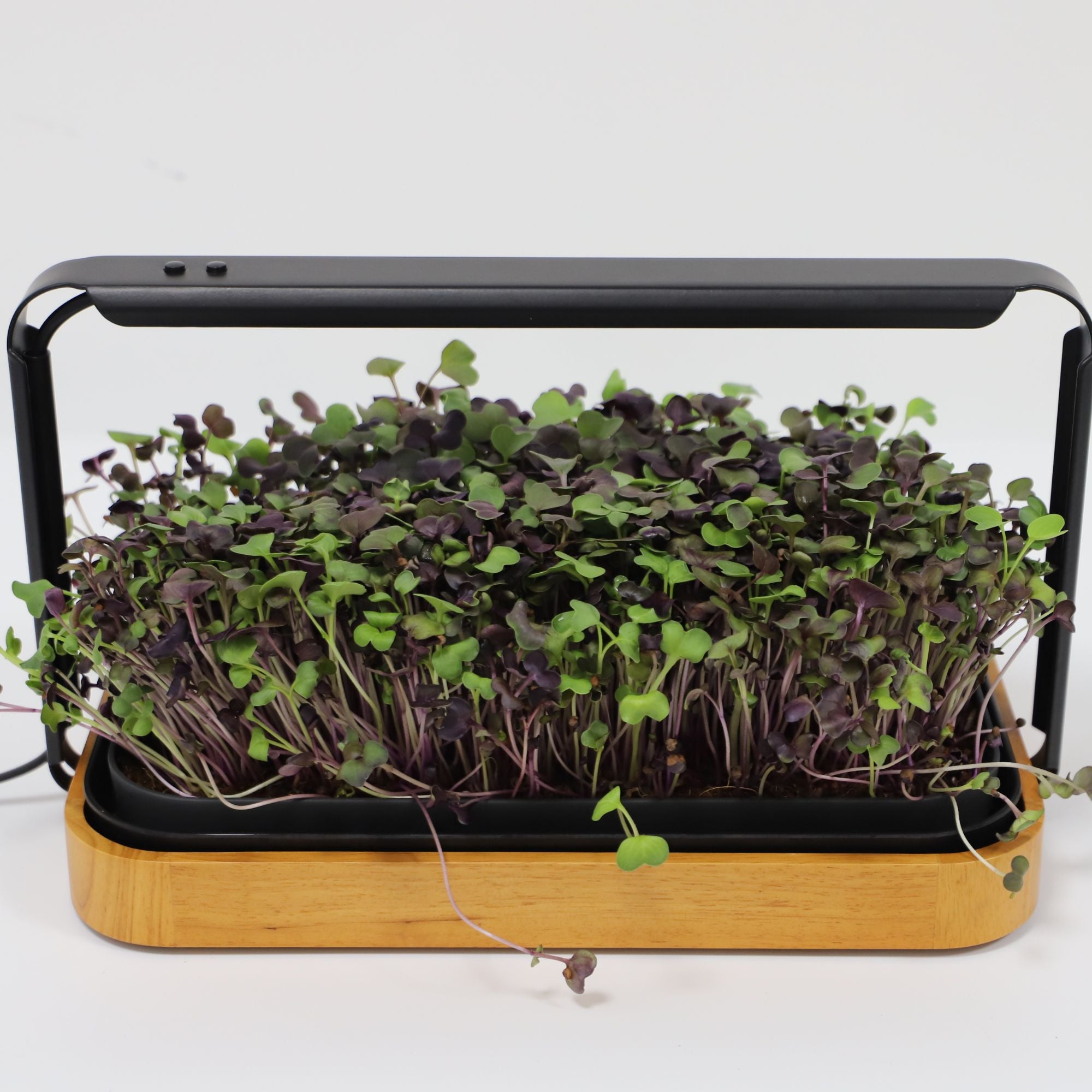 LaNiTex wooden microgreen kit, self-watering, with a tray of fresh radish microgreens under its LED grow light