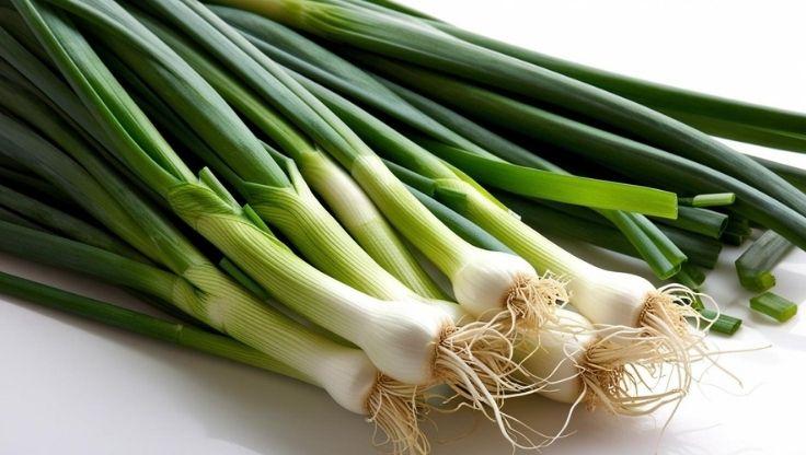 Hydroponic plants of spring onions flourishing in nutrient-rich water.