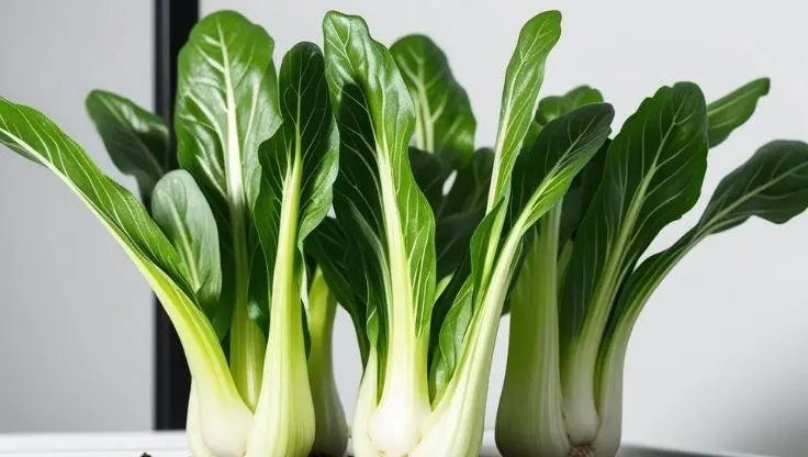 Hydroponic bok choy growing in a Smart Grow Box on the Sunshine Coast