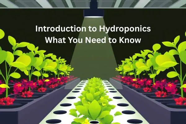 Hydroponic System essentials: Hydroponic plants on the image with a man.