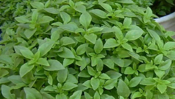 Basil - LaNiTex Hydro Garden
