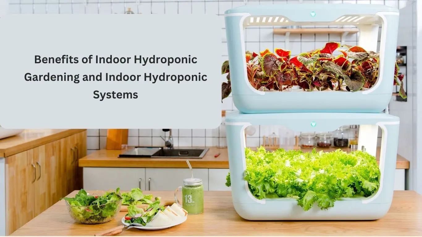 Indoor hydroponic system in a kitchen.