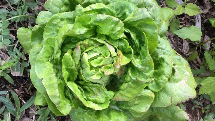 Butterhead Lettuce - LaNiTex Hydro Garden