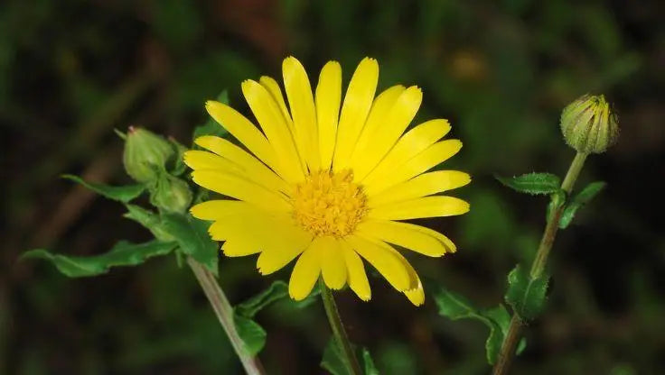 Calendula - LaNiTex Hydro Garden