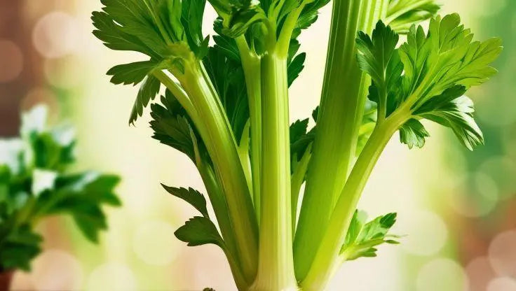 Celery growing hydroponically on Sunshine Coast indoor shelf