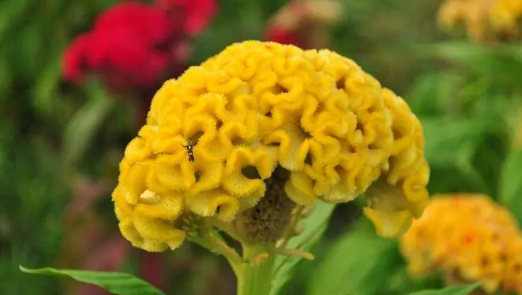 Celosia - LaNiTex Hydro Garden
