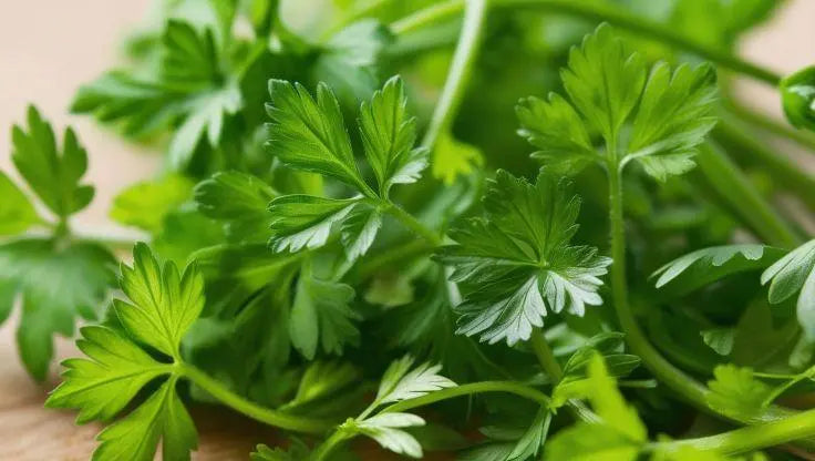 Chervil - LaNiTex Hydro Garden