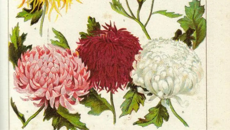 Chrysanthemum - LaNiTex Hydro Garden
