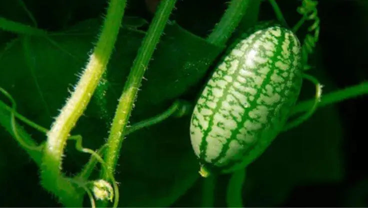 Cucamelons - LaNiTex Hydro Garden