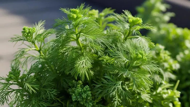 Dill - LaNiTex Hydro Garden