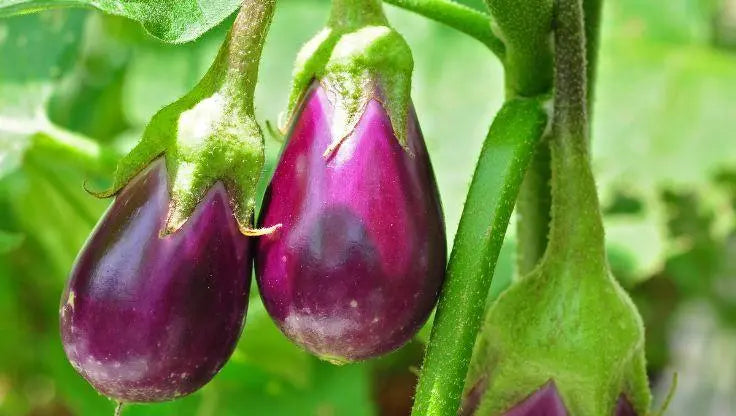 Eggplants Aubergine - LaNiTex Hydro Garden
