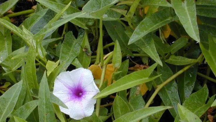 Kangkung (Ipomoea aquatica) growing in NFT hydroponic system, Sunshine Coast Queensland Australia