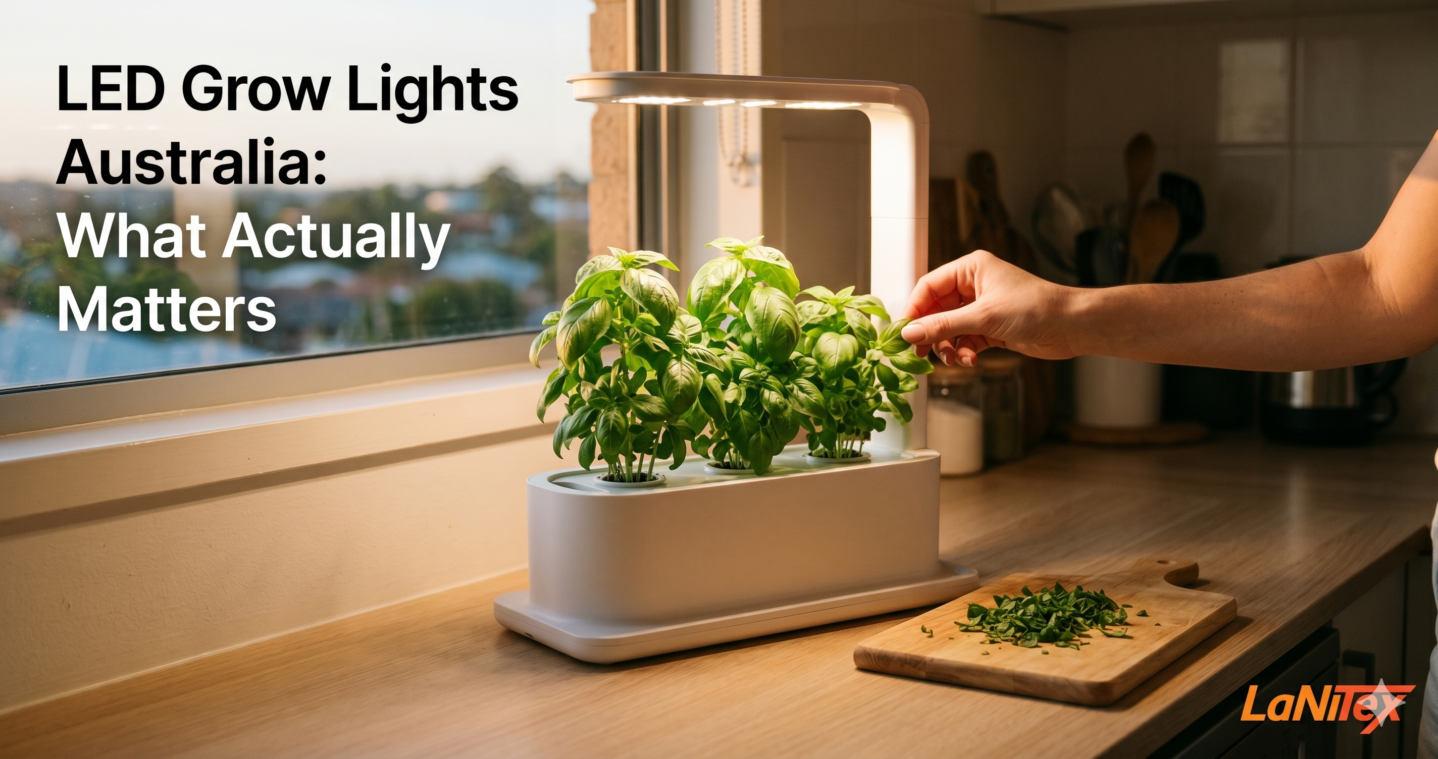 LaNiTex Desktop Grow Box on kitchen bench growing basil under Shangri-La 3459 full-spectrum LED in Sippy Downs Queensland