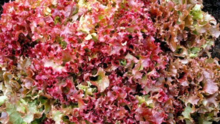 Lollo Lettuce - LaNiTex Hydro Garden