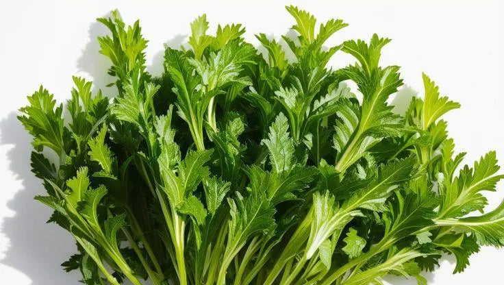 Mizuna - LaNiTex Hydro Garden