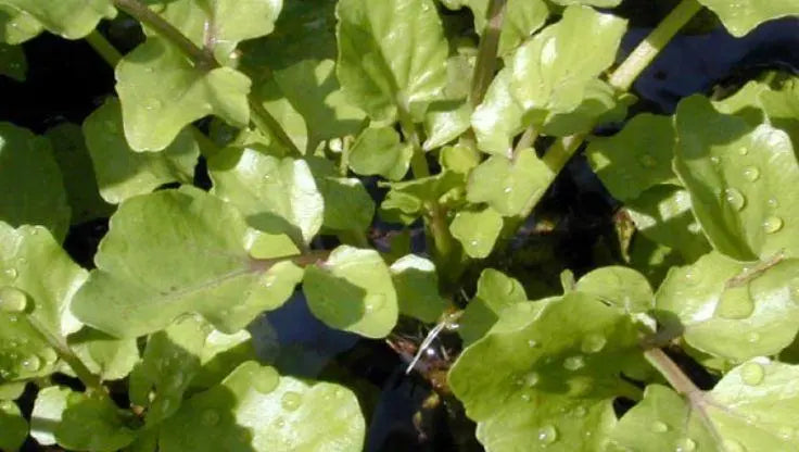 Nasturtiums - LaNiTex Hydro Garden