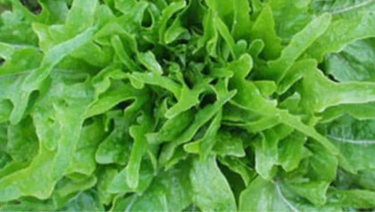 Oak Leaf Lettuce - LaNiTex Hydro Garden