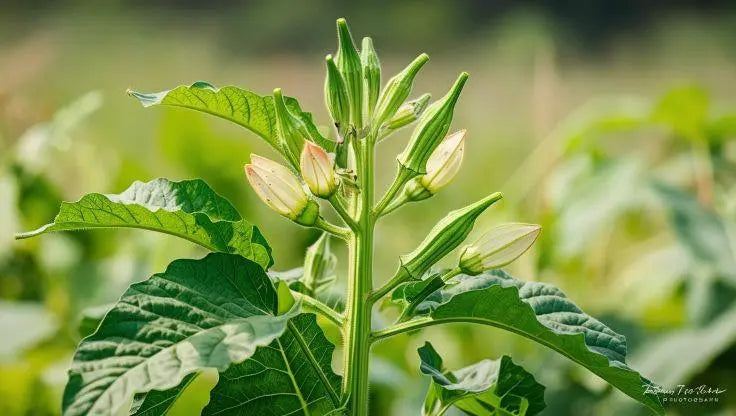 Okra - LaNiTex Hydro Garden